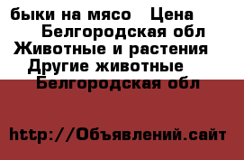 быки на мясо › Цена ­ 130 - Белгородская обл. Животные и растения » Другие животные   . Белгородская обл.